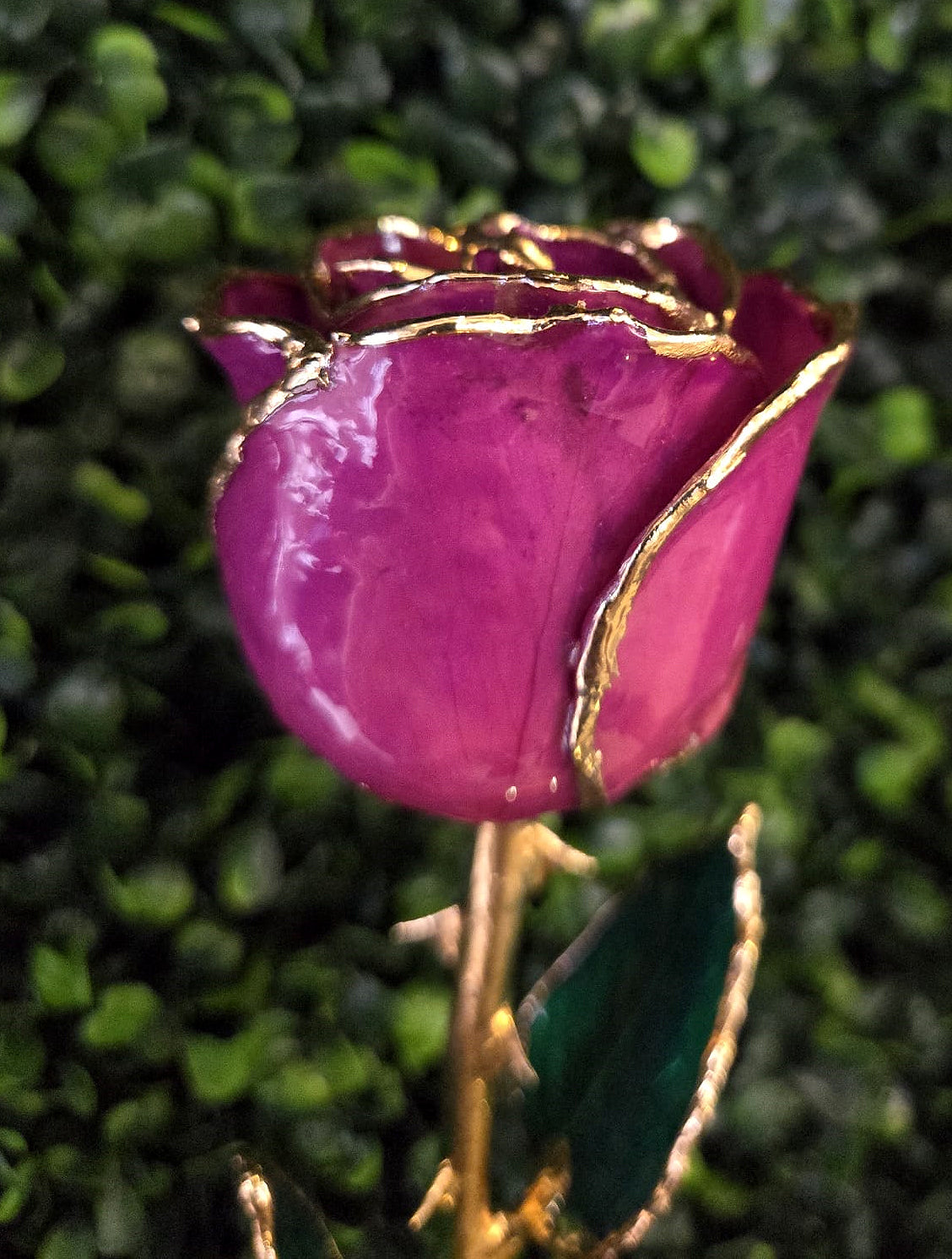 Lacquered Amethyst Colored Rose with Gold Trim