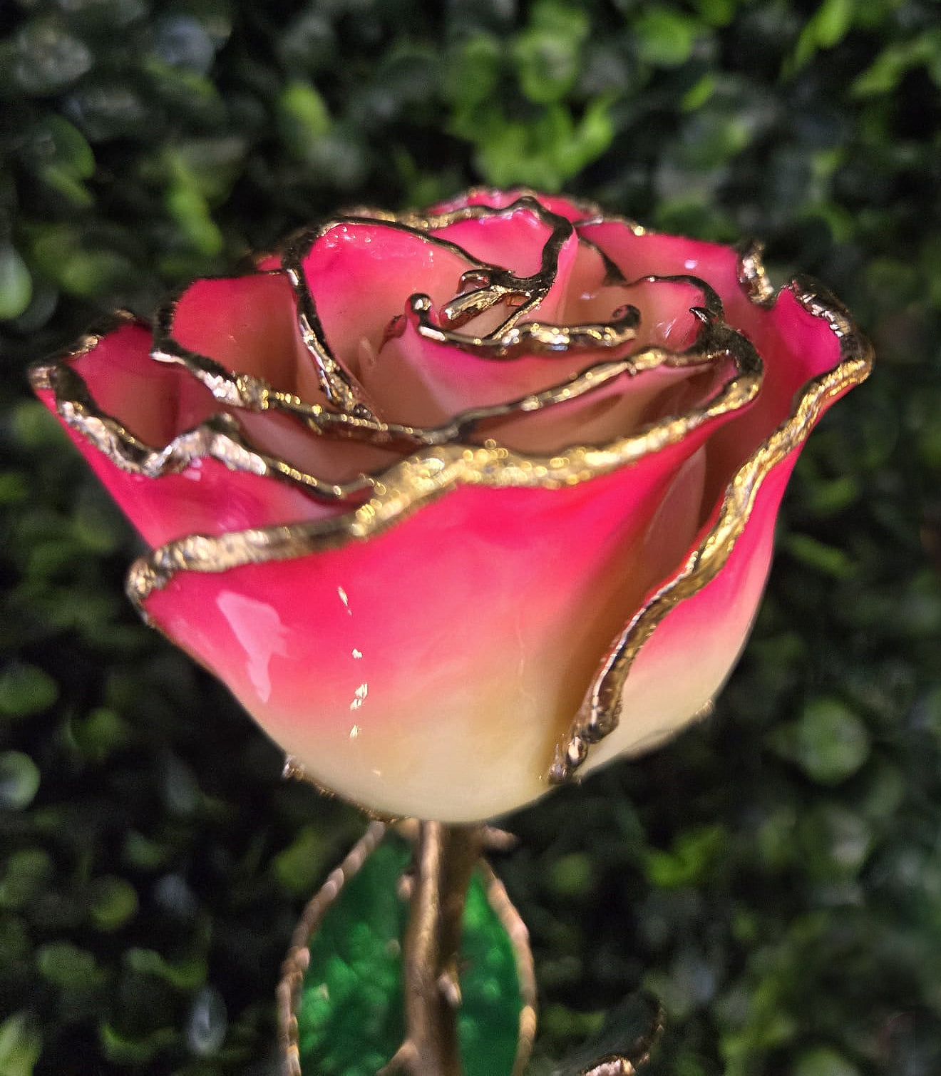 Lacquered Cream Red Rose with Gold Trim