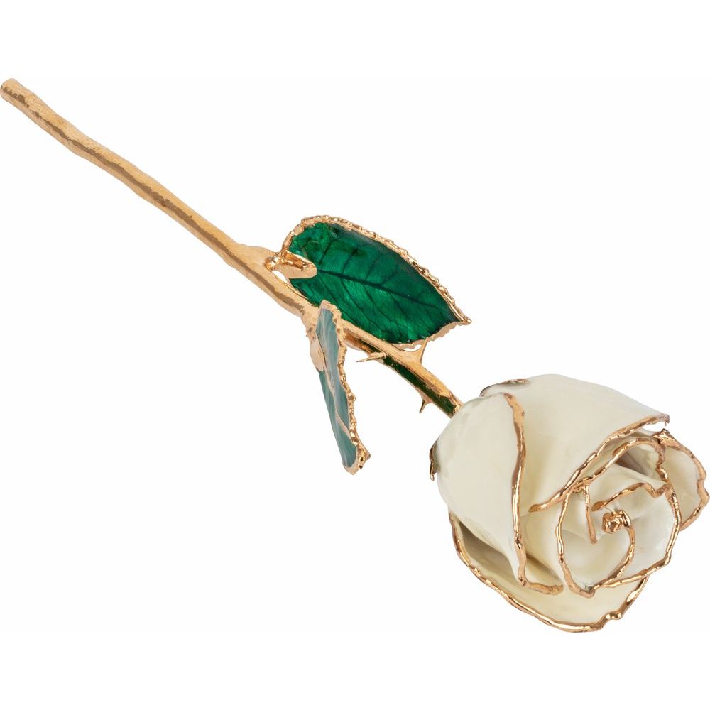 Lacquered White Rose with Gold Trim