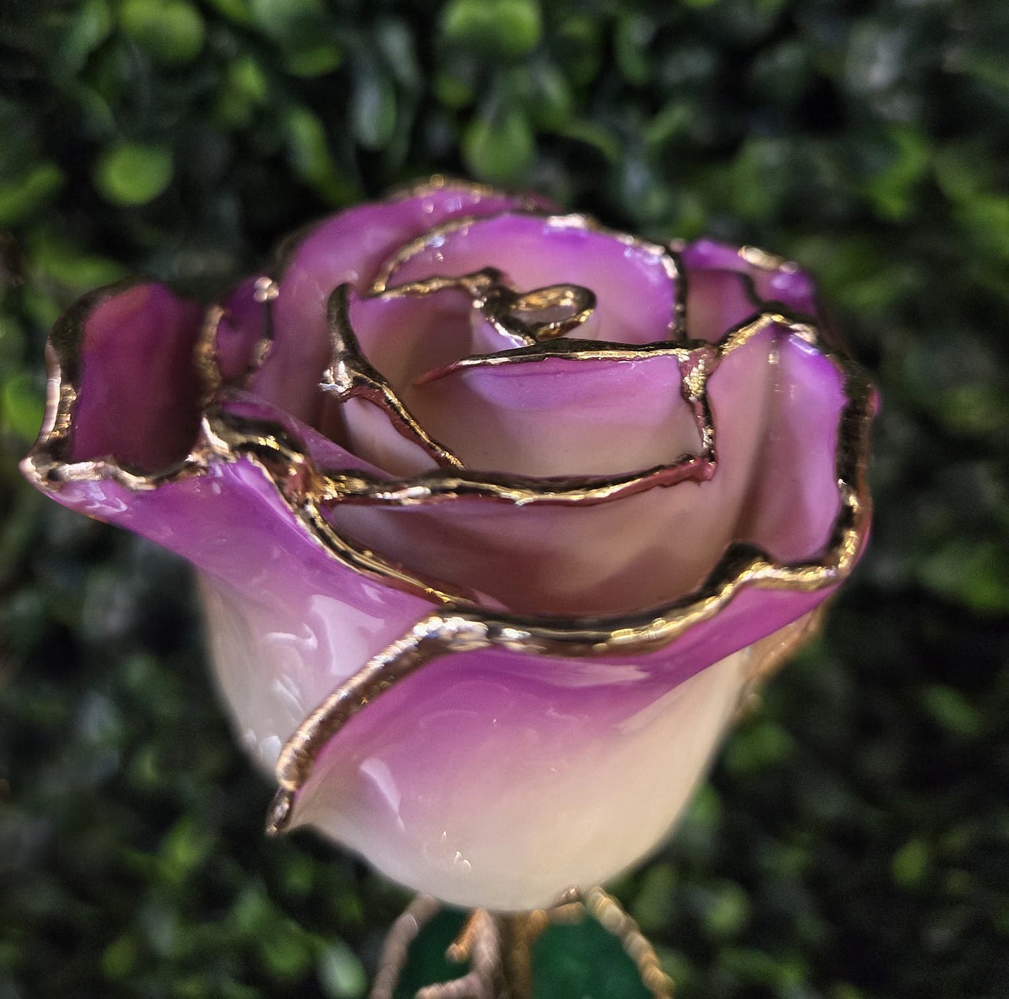 Lacquered Cream Picasso Rose with Gold Trim