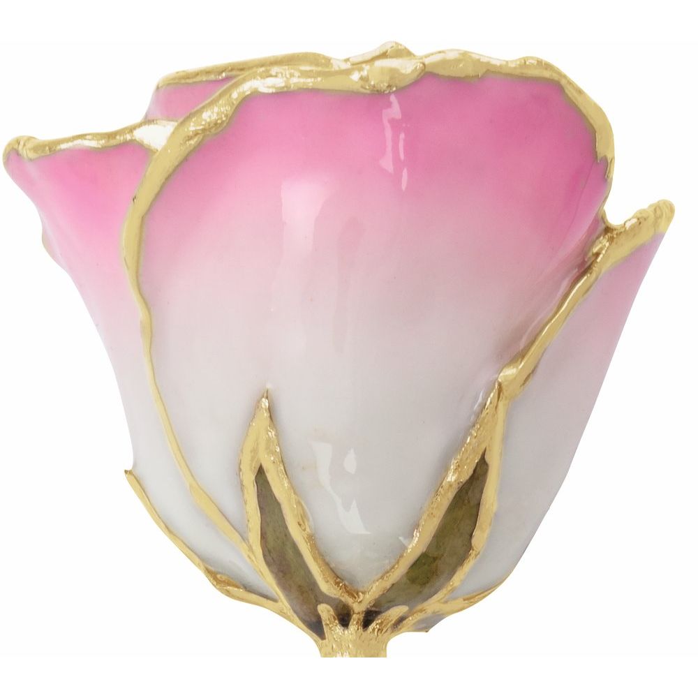 Lacquered Cream Pink Rose with Gold Trim