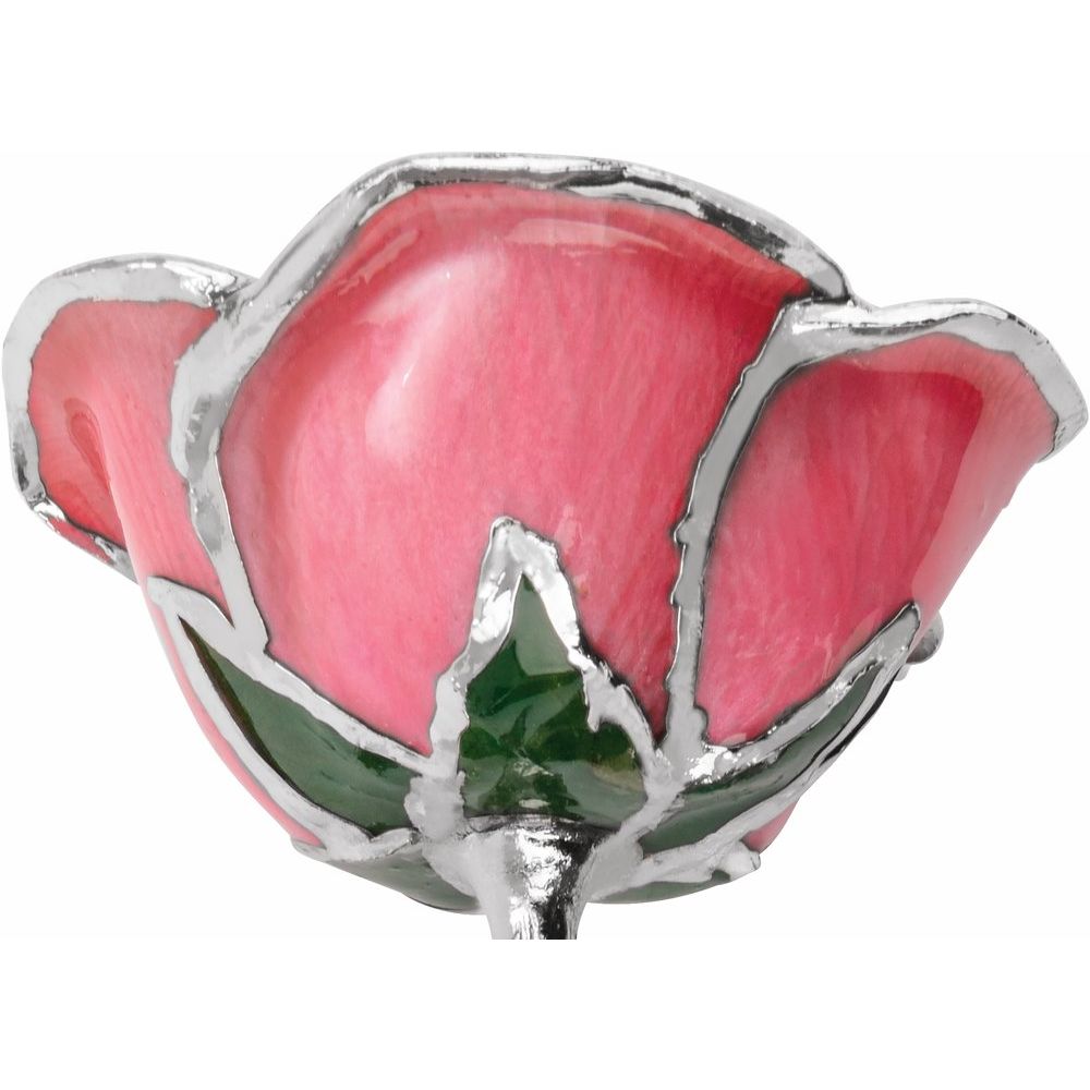 Lacquered Pink Rose with Platinum Trim